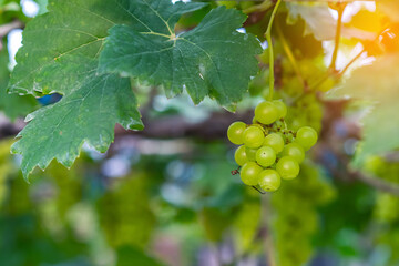 Close-up view of healthy young grapes hanging on the stems among their leaves in garden, Beautiful growing organic grape vine in garden. A bunch of green grapes. Unripe grape bunches. Selective focus.