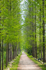 Hefei City, Anhui Province-Binhu Forest Wetland Park-Trees in the forest