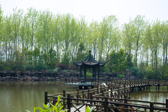 Hefei City, Anhui Province-Binhu Forest Wetland Park-Trees in the forest