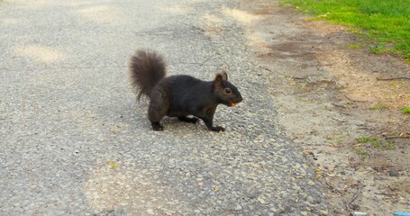 Dynamic footage black squirrel agilely darts across bustling road and indulges in nutty treats Another glimpse shows black squirrel seeking more food Captivating black squirrel behavior