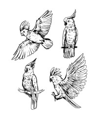 Cockatoo, tropical bird, parrot. Set of vector illustrations, sketches. diy objects for pattern design