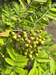 green rowan fruits ripen on the tree