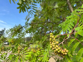 green rowan fruits ripen on the tree