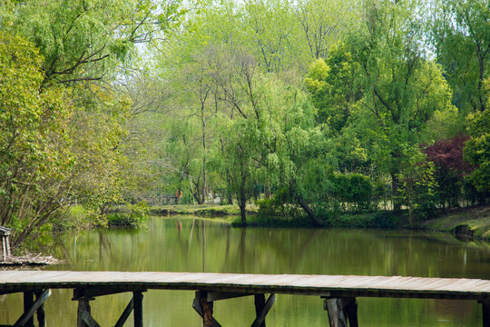 Hefei City, Anhui Province-Binhu Forest Wetland Park-Trees in the forest