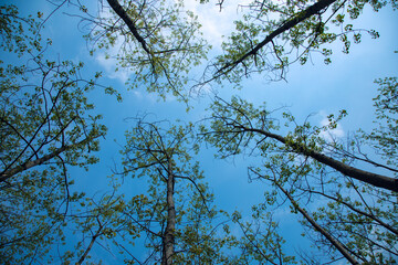 Hefei City, Anhui Province-Binhu Forest Wetland Park-Trees in the forest
