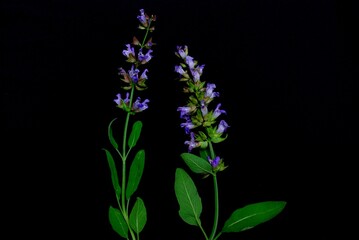Salvia officinalis plant (sage, also called garden sage, common sage, or culinary sage) isolated on black background.