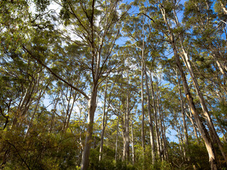 Kari Trees in Australia