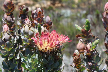 flowering king protea in the countryside