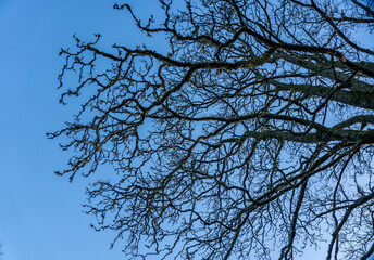 Winter Tree Branches without leafs against a blue sky 