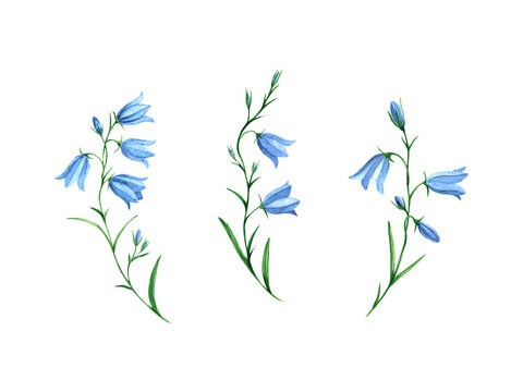 Watercolor set of bluebells with stems, leaves and buds on a white background. Wildflower, meadow flowers. Campanula medium, Canterbury Bells, Coventry Bells, bluebells. Botanical illustration..