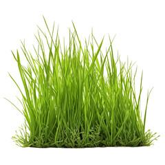 A short vertical piece of green grass cut out on a transparent background in PNG format. Grass with various sprouts, side view, close-up. A design element to insert into a project.