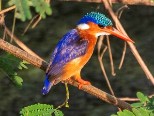 one Kingfisher bird on a tree branch at a wetland in Africa