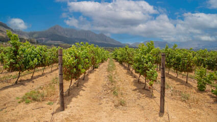 Vineyards of Cape Winelands, Stellenbosch