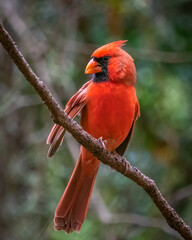 red male northern cardinal perched on a thin tree branch