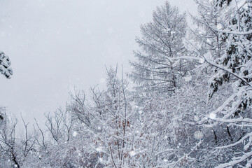 Ordinary tree in the frost in winter, selected focus, copy space.