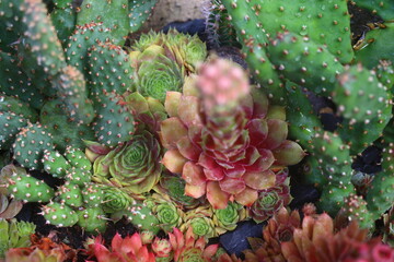 rojnik Sempervivum Corona