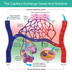 The Capillary Exchange Gases And Nutrients. Capillary function in exchange oxygen to carbon dioxide gases in red blood cells.. - obrazy, fototapety, plakaty