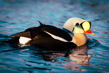 King Eider (Somateria spectabilis) in the Arctic Sea,  Varanger, Norway.