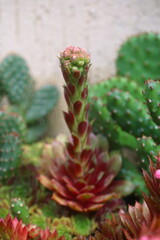 rojnik Sempervivum Corona