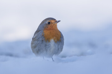 Ptak rudzik siedzący na śniegu - obrazy, fototapety, plakaty