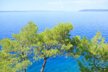 Coniferous tree on the sea background in clear sunny day. Summer photo of a sea landscape. Nature in summer. Summer vacation concept. Travel concept. Tree on tropical beach with blue sky 