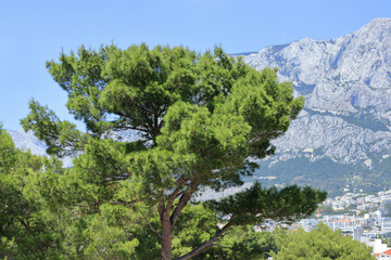 Tall tree in clear sunny day. Coniferous tree. Tree with blue sky. Mediterranean flora, evergreen coniferous tree. Nature in summer. Green maritime pine against the background of mountains