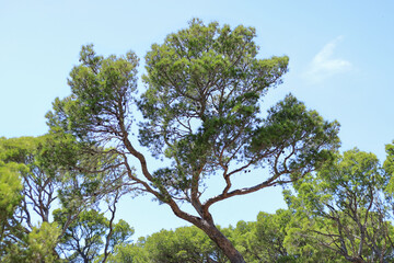 Tall tree in clear sunny day. Coniferous tree. Mediterranean flora, evergreen coniferous tree. Nature in summer. Green pine. Green maritime pine 