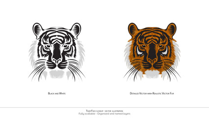 Tiger Face closeup - vector illustration. Tiger face detailed vector. realistic drawing. black and white drawing. Colored tiger face. Wildlife illustration.