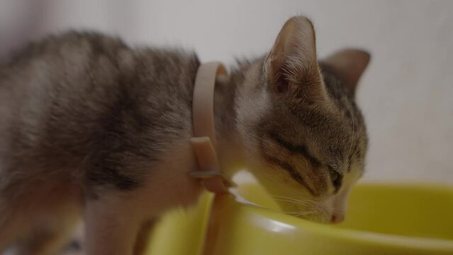 Young Kitten Drinking Water, in house 