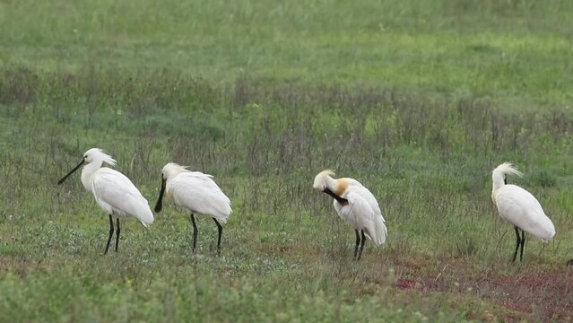 A group of spoonbills stands in a field and cleans their feathers. Video from Platalea leucorodia