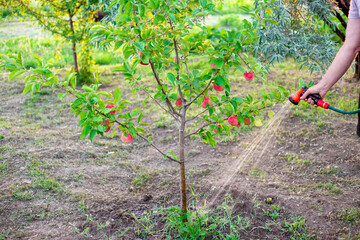 A gardener waters a young apple tree with red apples from a hose with a sprinkler. Watering trees...