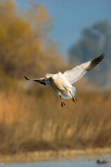 Snow goose landing 