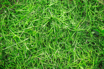 mown green grass on the ground. Background, texture