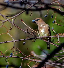 A Cedar Waxwing feasts on the fruit of a Rusty Blackhaw Viburnum, Viburnum rufidulum.