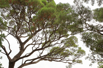 angle, austria, background, beautiful, big, blue sky, clear, close up, conifer, coniferous, ecology, ecosystem, environment, evergreen, forest, forest landscape, forest trees, fresh, green, landscape,
