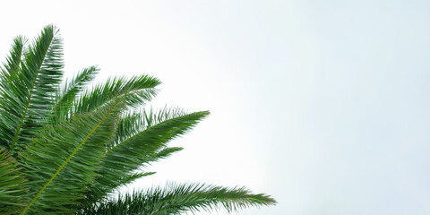 Palm tree with blue sky and cloud. Nature in summer. Summer vacation. Tropical palm branches. Copy space of palm trees on the tropical coast. 