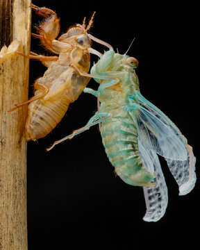 Close up photo of a molting process of a cicadas on a black background in nature 