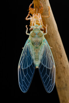 Close up photo of a molting process of a cicadas on a black background in nature 