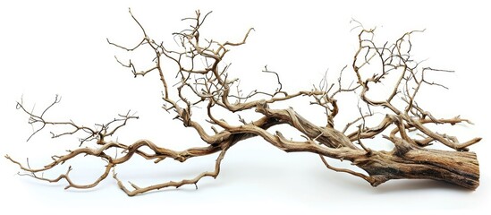Fototapeta premium Isolated dry branch on white backdrop.