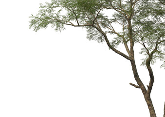 Tree branch foreground on transparent background