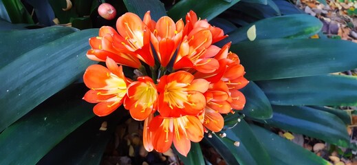 orange Blume auf den Kanaren, Clivia