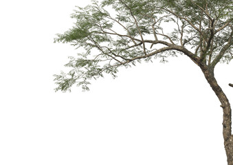 Tree branch foreground on transparent background