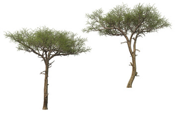 Big tree on transparent background