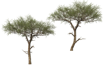 Big tree on transparent background