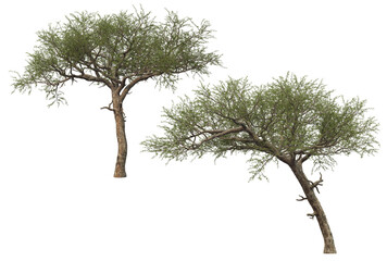 Big tree on transparent background