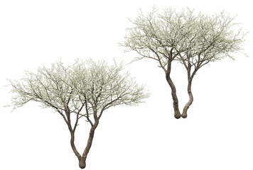 Big tree on transparent background