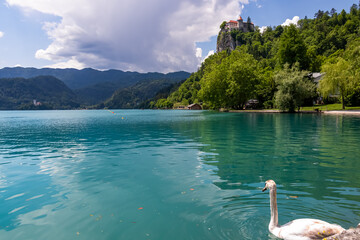 White swan gracefully gliding on turquoise waters of on alpine lake Bled, Upper Carniola, Slovenia....