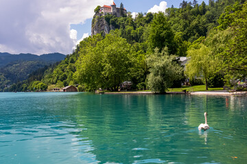 White swan gracefully gliding on turquoise waters of on alpine lake Bled, Upper Carniola, Slovenia. Panoramic view Bled castle on hill covered with forest. Serene landscape in Julian Alps in summer