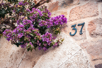 Violet flowers and gray house in Catalonia, Spain. Street sign number 37 on old textured wall. Blooming Bougainvillea