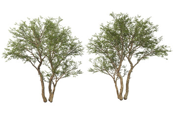 Fototapeta premium Big tree on transparent background